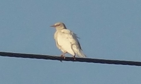 Albinostarling10