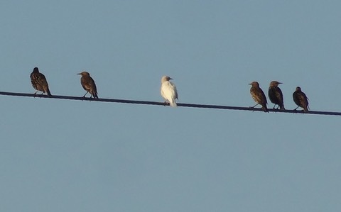AlbinoStarling1