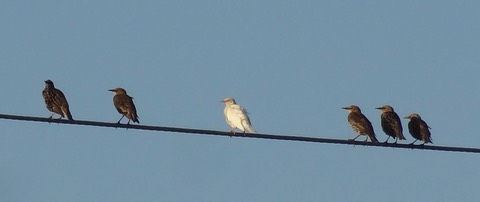 AlbinoStarling2