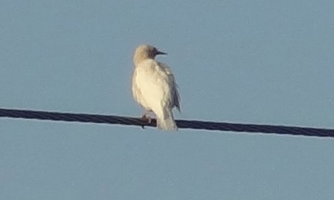 AlbinoStarling5
