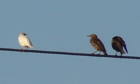 AlbinoStarling8
