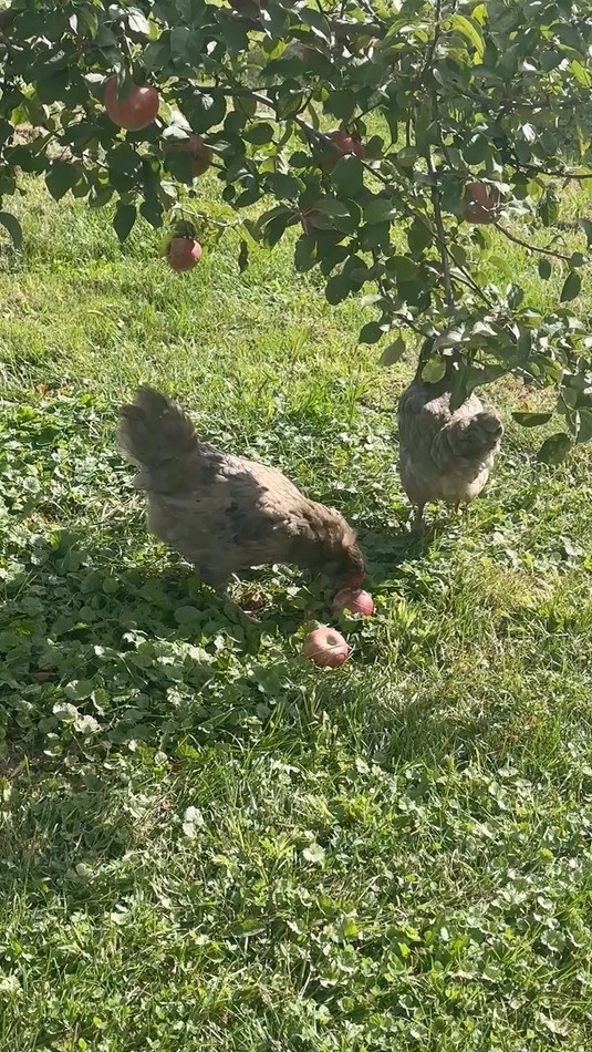 apple
