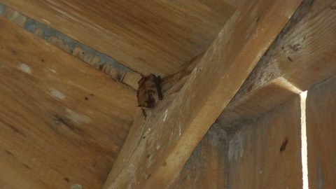 Bat
