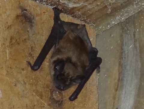 Batbaby