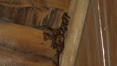 Bats1
