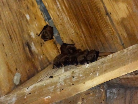 BatsSep26 3