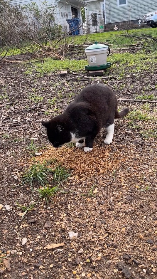 cat_worms