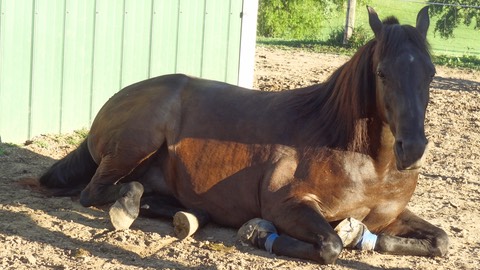 CharlieHoof1