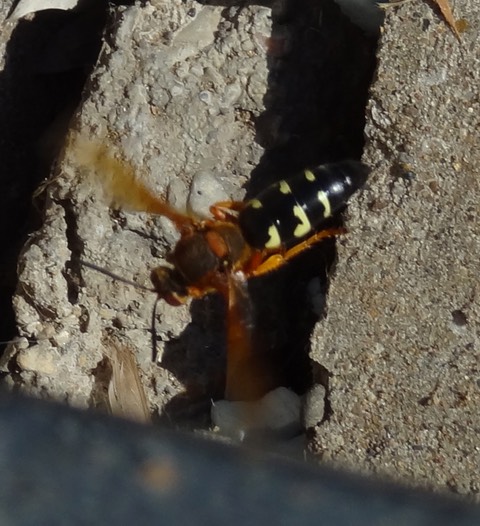 Cicadakiller
