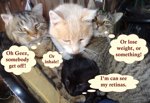 CramCat2