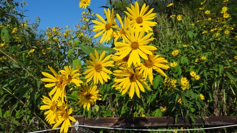 Daisies1