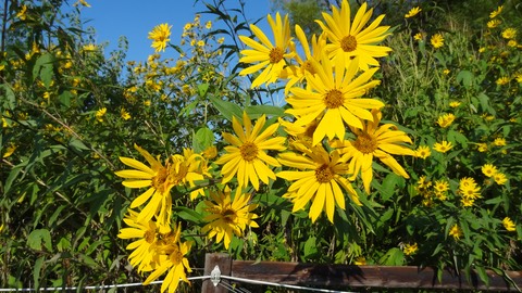 Daisies2
