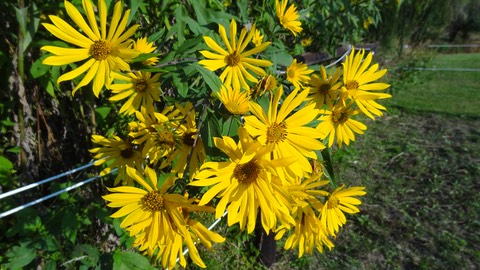 Daisies3