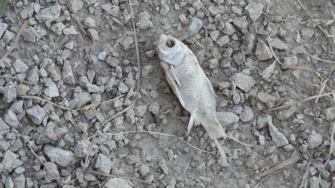 DeadFish
