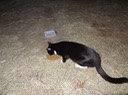 NewCat