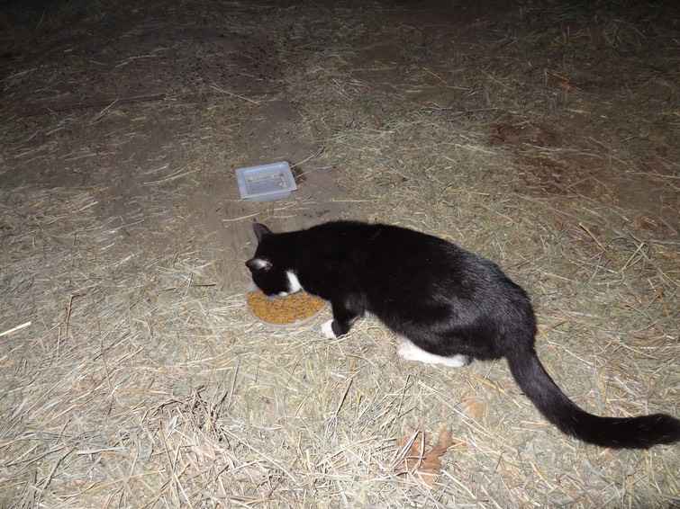 NewCat
