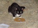 NewCat2