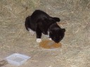 NewCat3