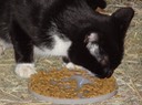 NewCat5