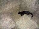 NewCat8