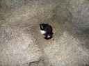 NewCat9