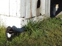 NewCat19