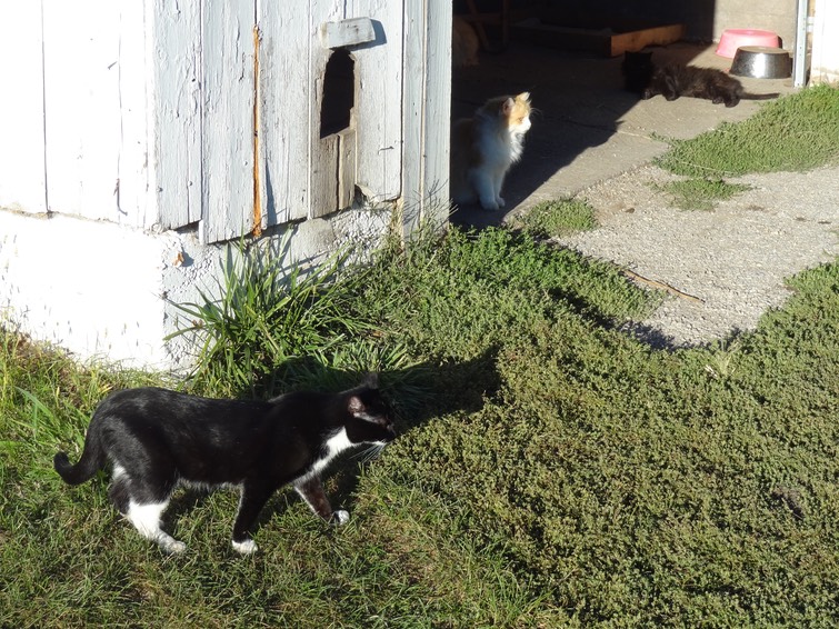 NewCat20