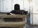 NewCat21