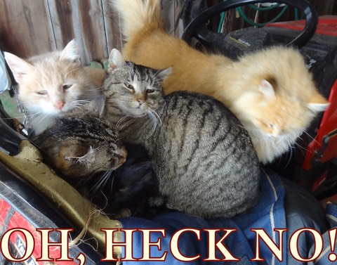 CramCat1