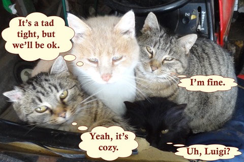 CramCat3