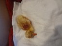 DSC07316