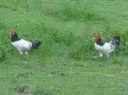 DSC07758