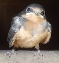 DSC07931