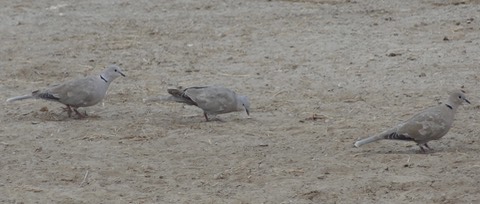 EurasianCollaredDoves2