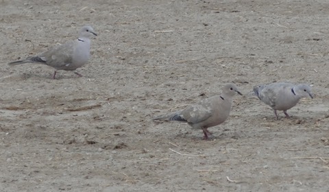 EurasianCollaredDoves3