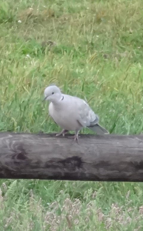 EurasianCollaredDoves