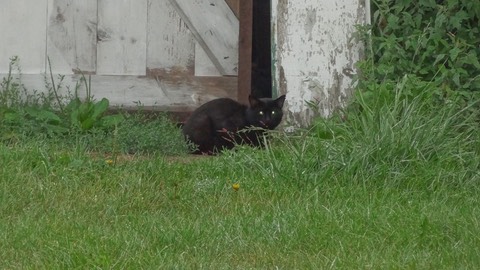 EvilCat2