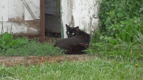 EvilCat