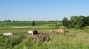 FrancisField
