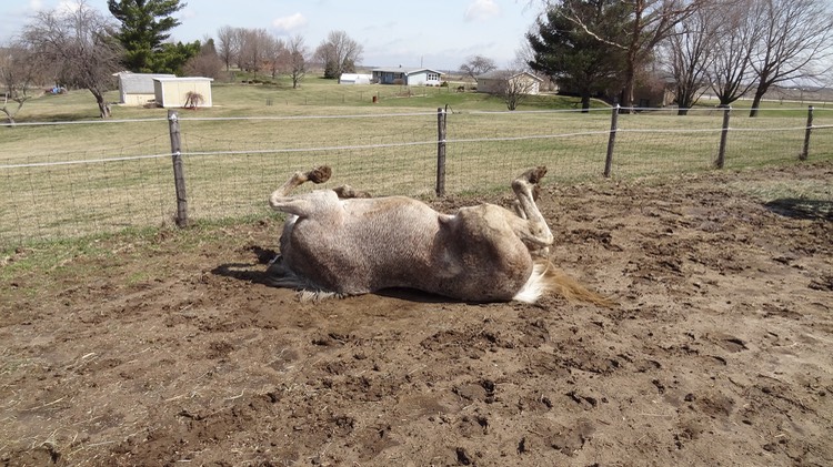 HenryDirt
