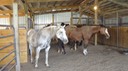 HotDayHorses1