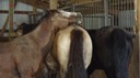 HotDayHorses2