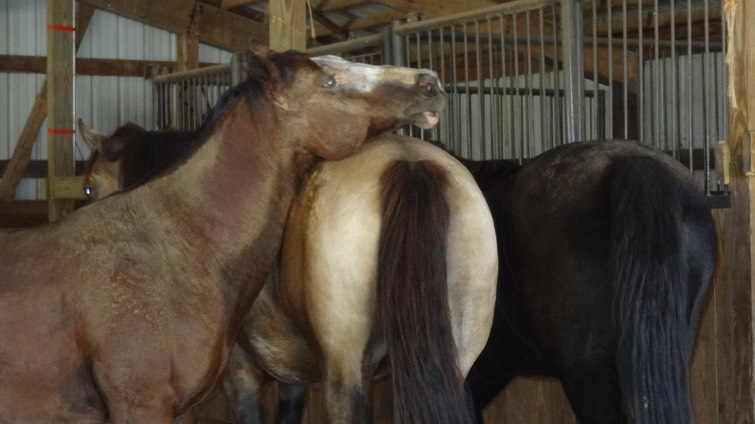 HotDayHorses2