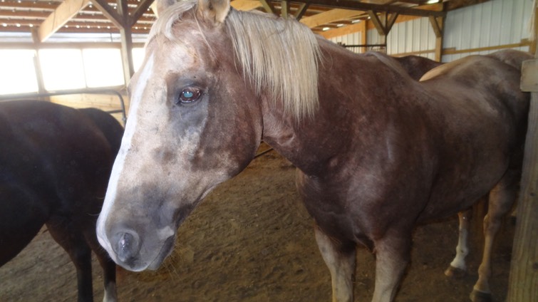 HotDayHorses3