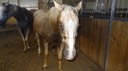 HotDayHorses4