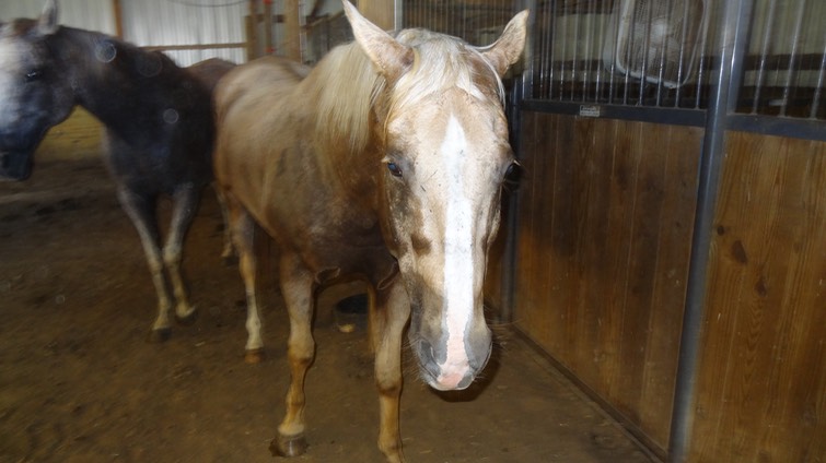 HotDayHorses4