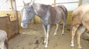 HotDayHorses6