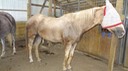 HotDayHorses7