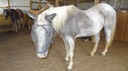 HotDayHorses8