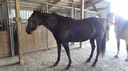 HotDayHorses9